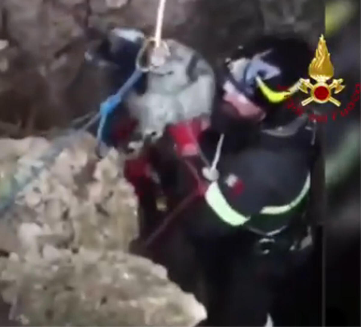 Il setter Lupo cade in un pozzo a Cisterna: salvato dai vigili del fuoco di Latina VIDEO - 