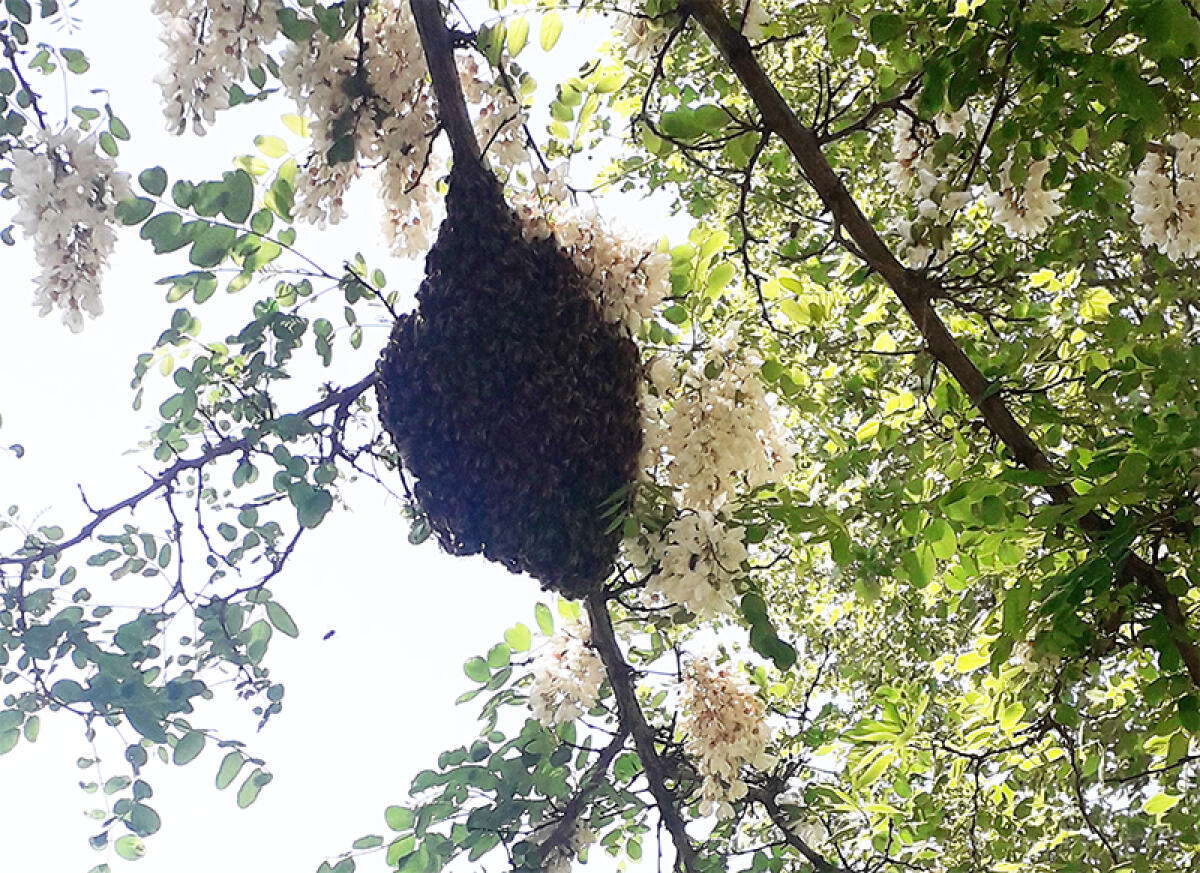 Enorme nido di insetti nei giardini pubblici di via Grazia Deledda, ad Aprilia. La segnalazione di un’ascoltatrice. - 