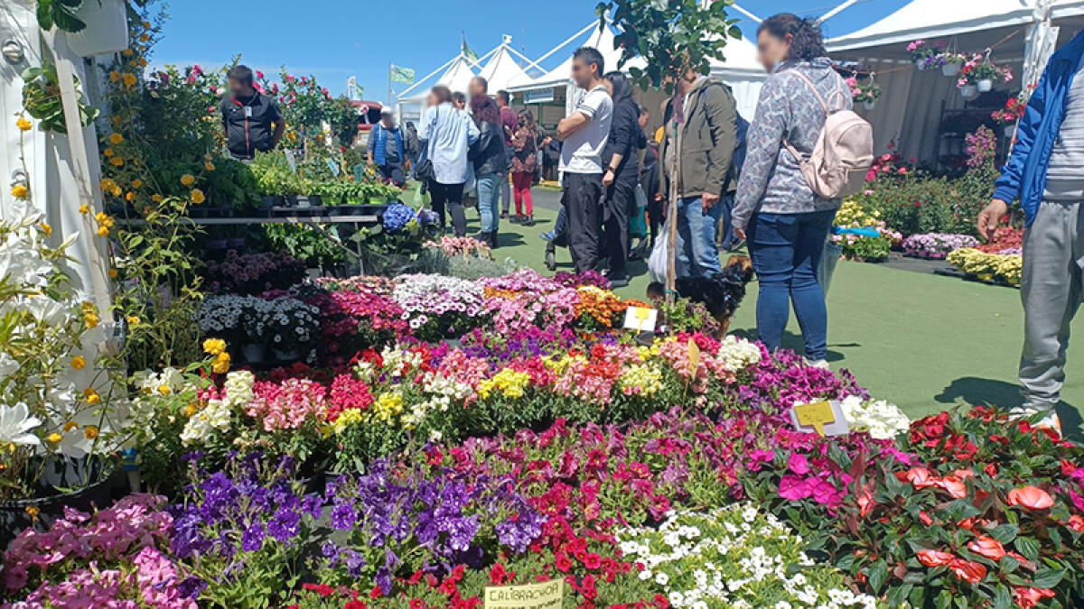 La Mostra Agricola di Campoverde torna da questo venerdì 29 Aprile a domenica primo Maggio. - 