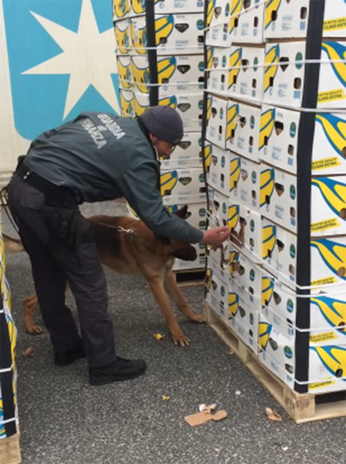 Sequestrati dalla Finanza del Comando  Provinciale di Roma oltre 400 chili di cocaina. Droga stipata tra caschi di banane. - 