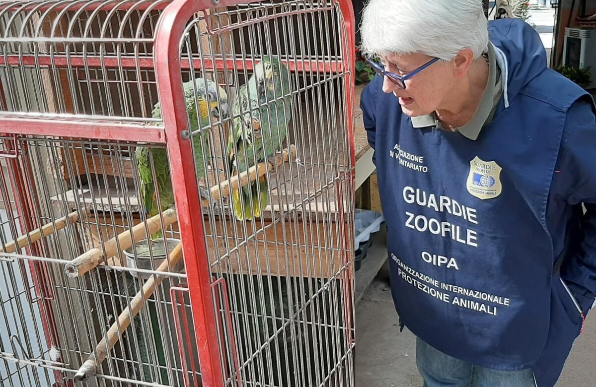 Tre pappagalli tenuti nel degrado sequestrati in un negozio dei Castelli Romani dalle guardie zoofile dell’Oipa di Roma. - 