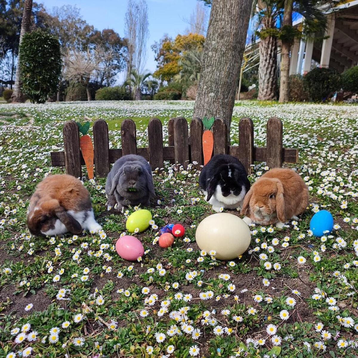 Lo Zoomarine  e il volo di ”Una colomba corale in sospeso” - 