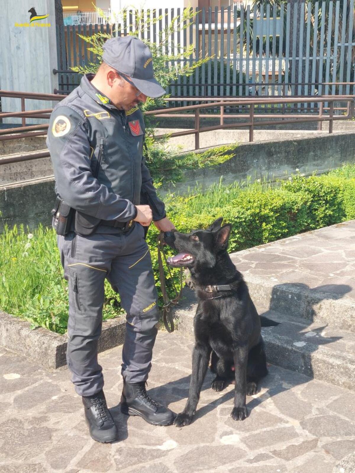 New entry per i cani antidroga della Guardia di Finanza di Formia: arriva Indio, al suo primo impiego operativo. - 
