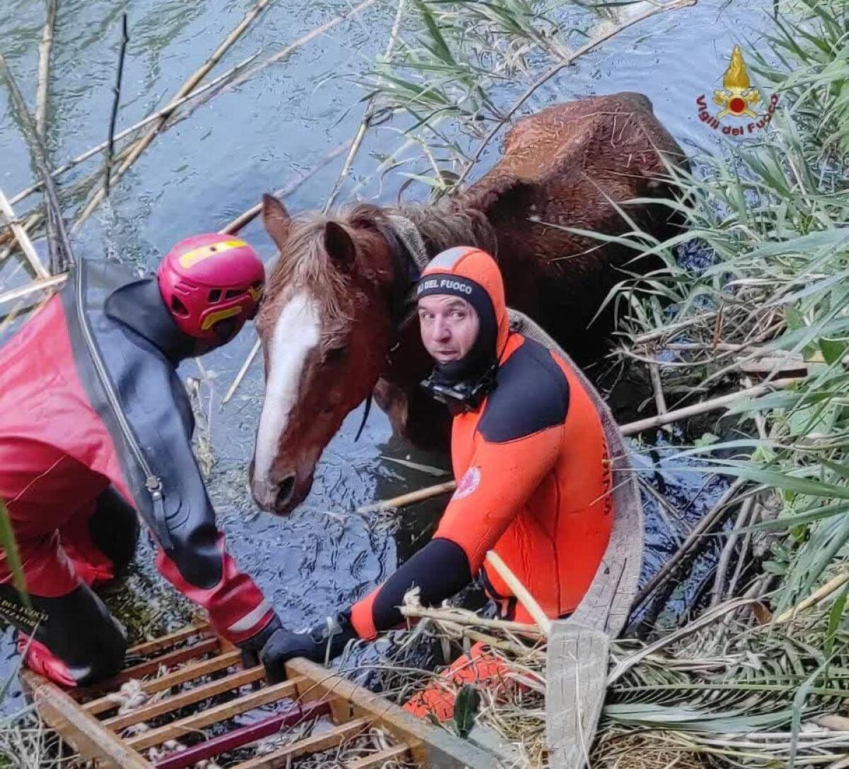 Roma - I Vigili del Fuoco salvano un cavallo caduto nell'Aniene - 
