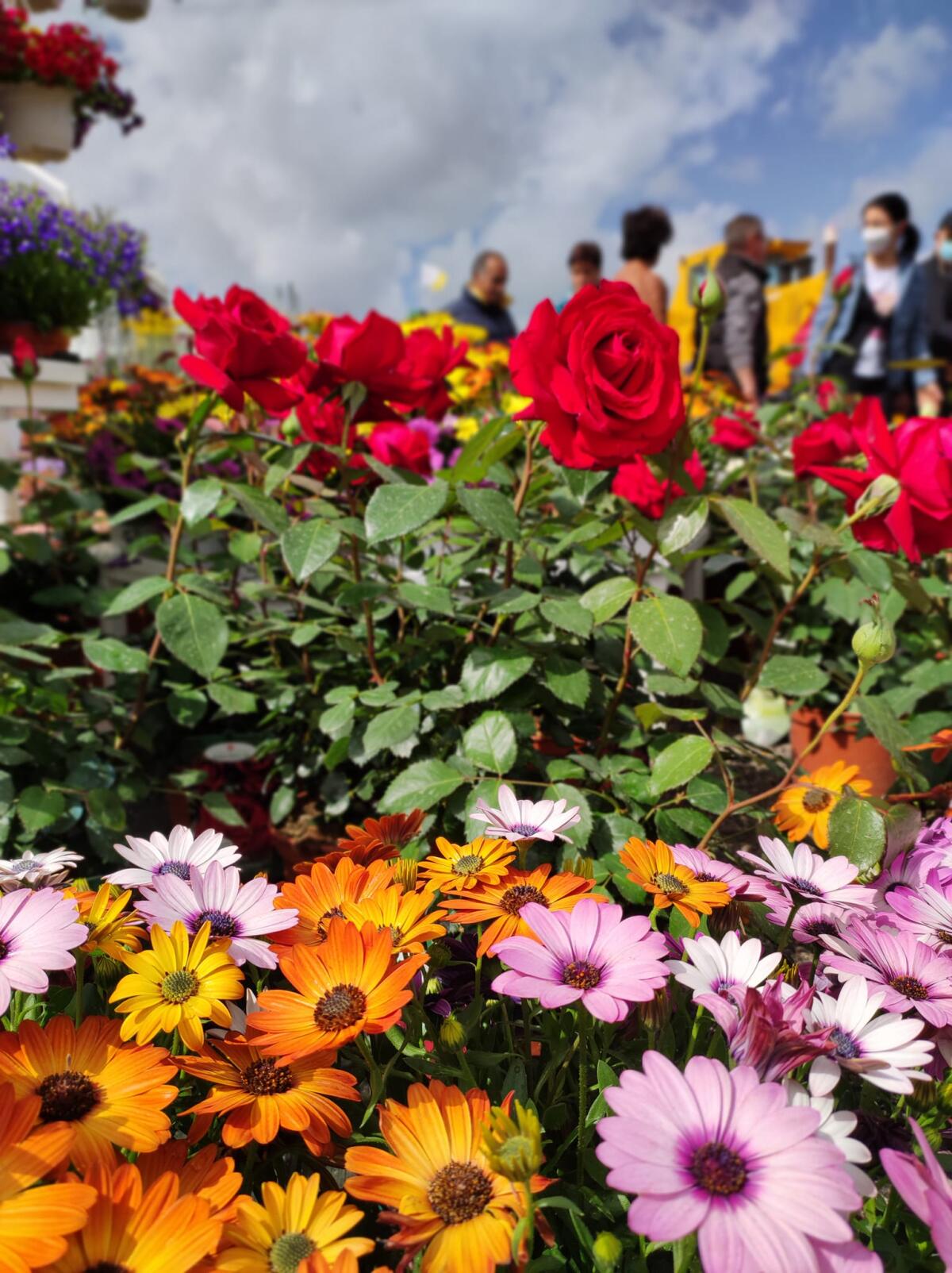 L’edizione 2022 della Mostra Agricola Campoverde chiude i battenti con un nuovo record di visite nella giornata del primo Maggio. - 