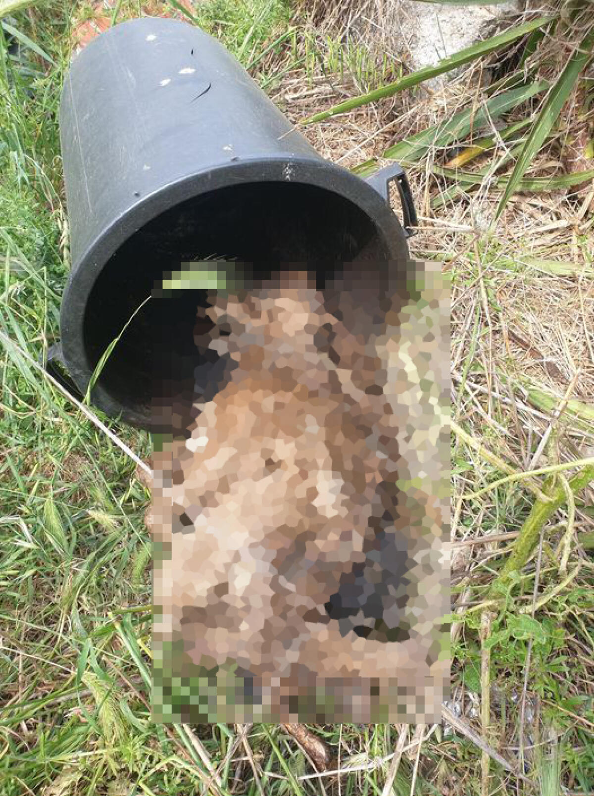 Cane mutilato e ucciso, macabro ritrovamento a Tor San Lorenzo - 