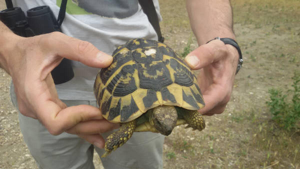 Ricorre oggi la Giornata Mondiale delle Tartarughe: prosegue la collaborazione del WWF litorale laziale con Tartalazio. - 