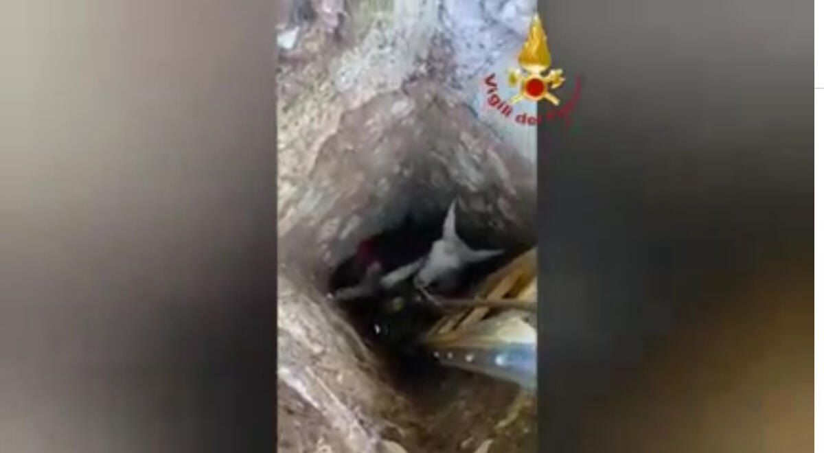 Sezze - I Vigili del Fuoco salvano una capretta e la chiamano Manuè - 