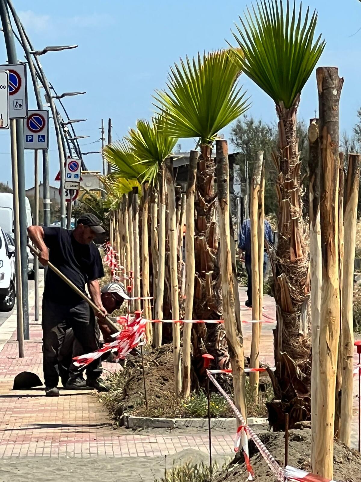 Latina - Cento palme per la passeggiata sul lungomare - 
