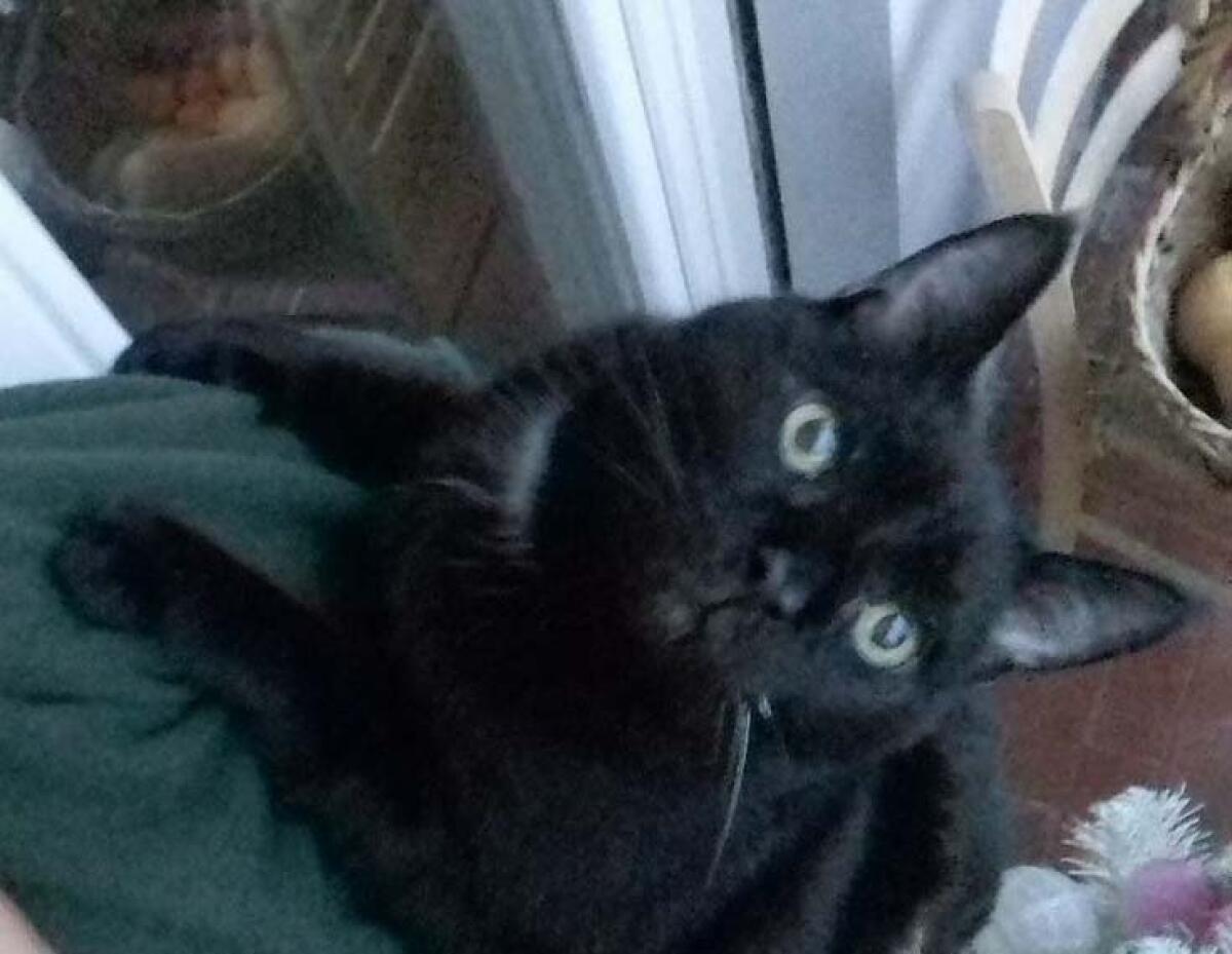 In arrivo nel Lazio i cimiteri per animali da affezione - 