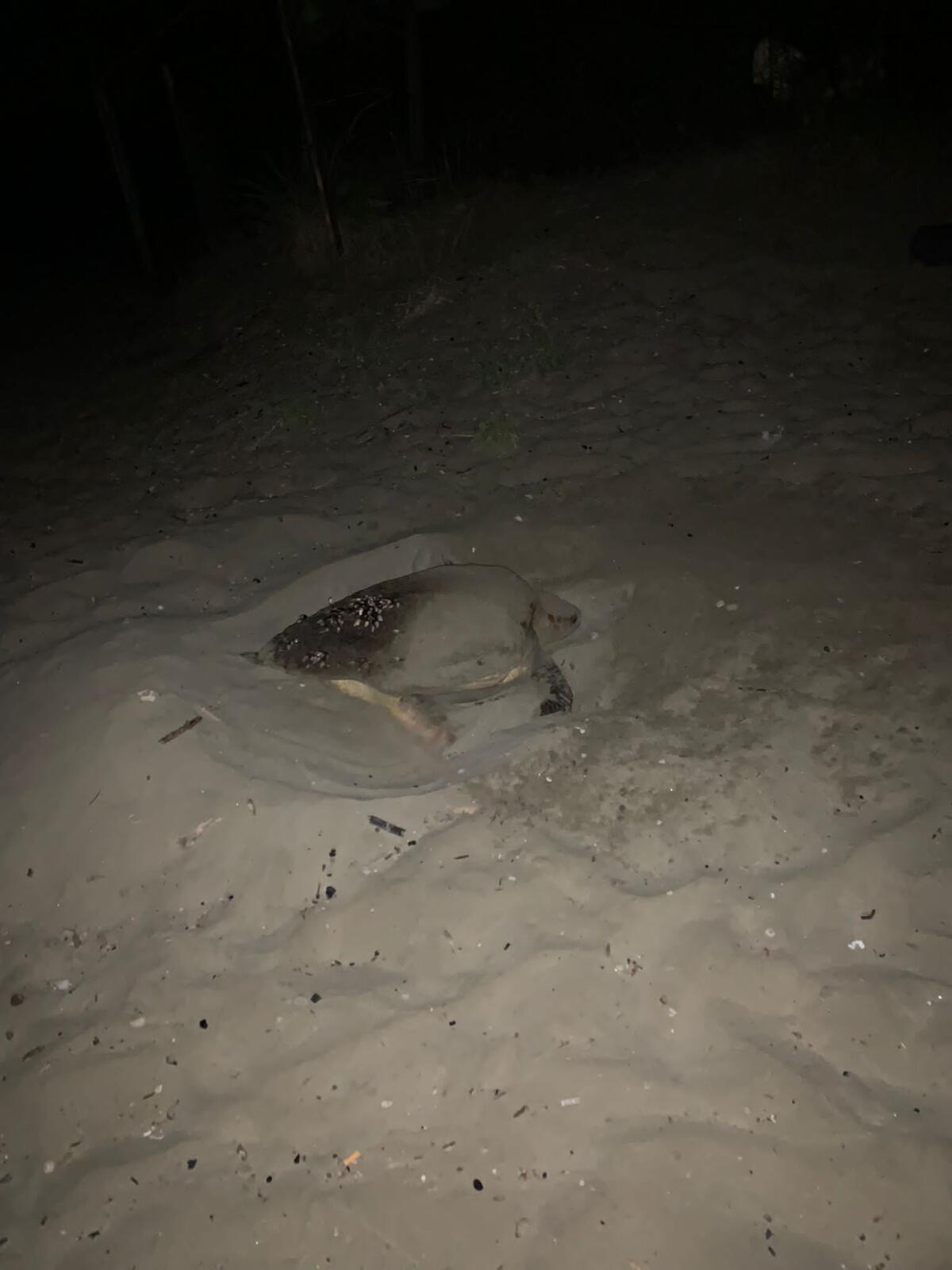 Anzio - Una tartaruga caretta caretta ha scelto la spiaggia delle Grotte di Nerone per deporre le sue uova - 