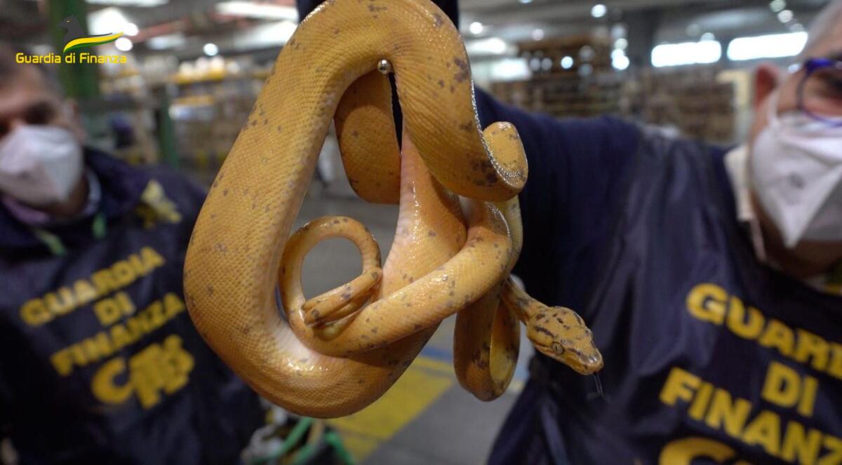 Maxi-sequestro in tutta Italia di specie animali e vegetali in via di estinzione. Operazione della Finanza del Comando Provinciale di Roma. - 