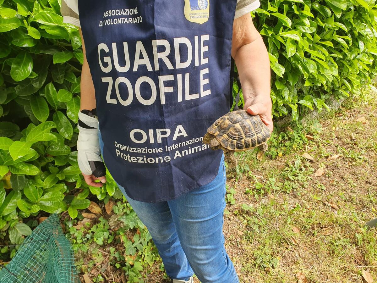 Tartarughe protette sequestrate in un giardino ai Castelli Romani dalle guardie zoofile dell’Oipa di Roma. - 