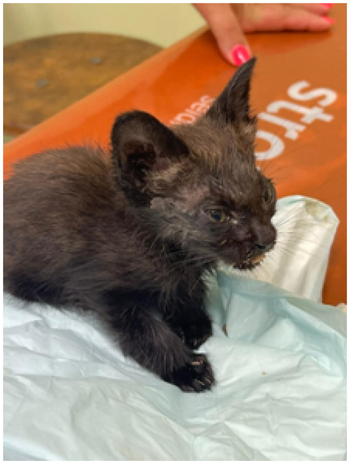 Chiudono un gattino in un sacco di plastica e lo gettano in mezzo ai rovi. I Carabinieri lo trovano e lo adottano - 