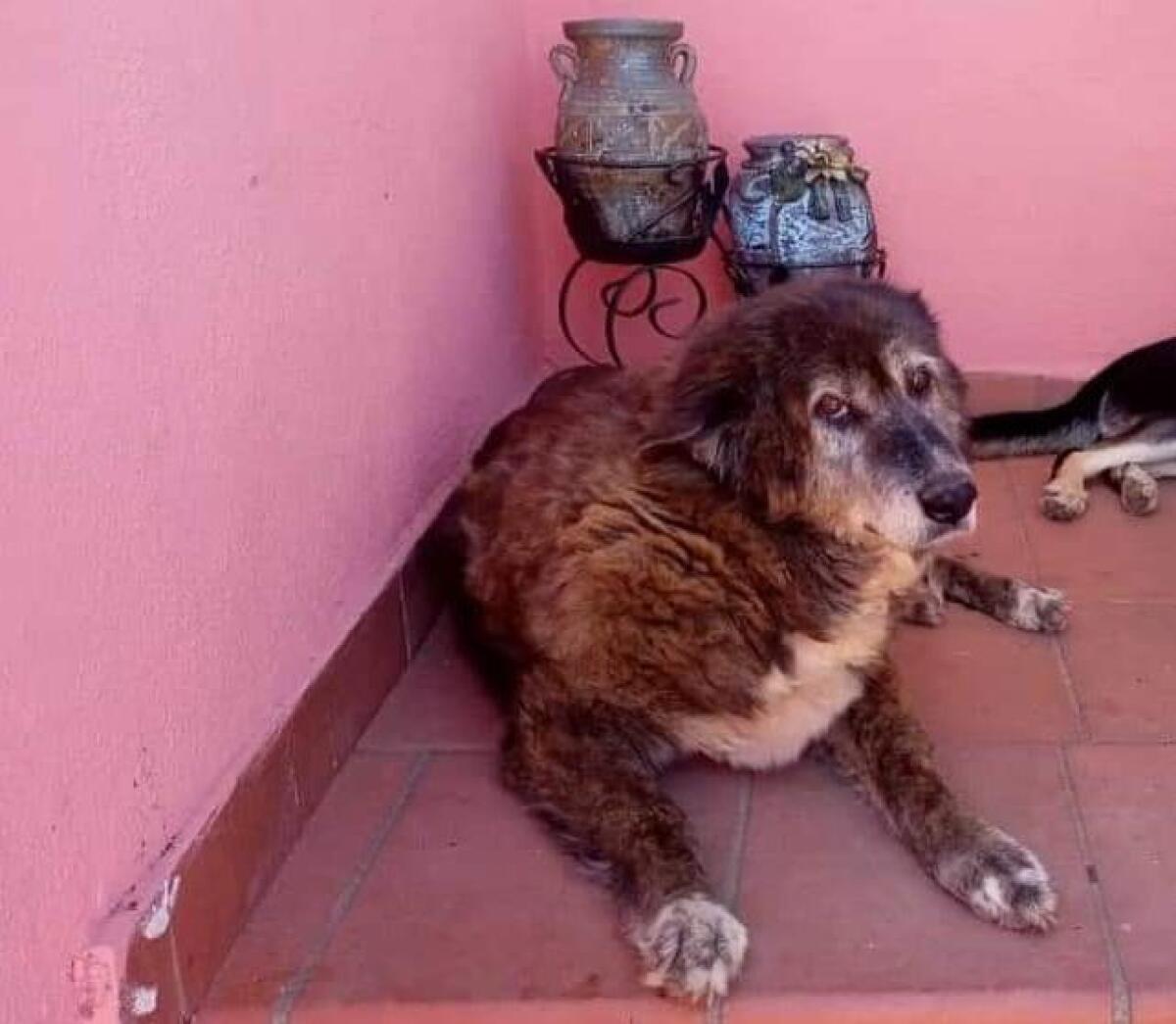 Aiutateci a trovare Rea. E' buonissima e ha il chip - 