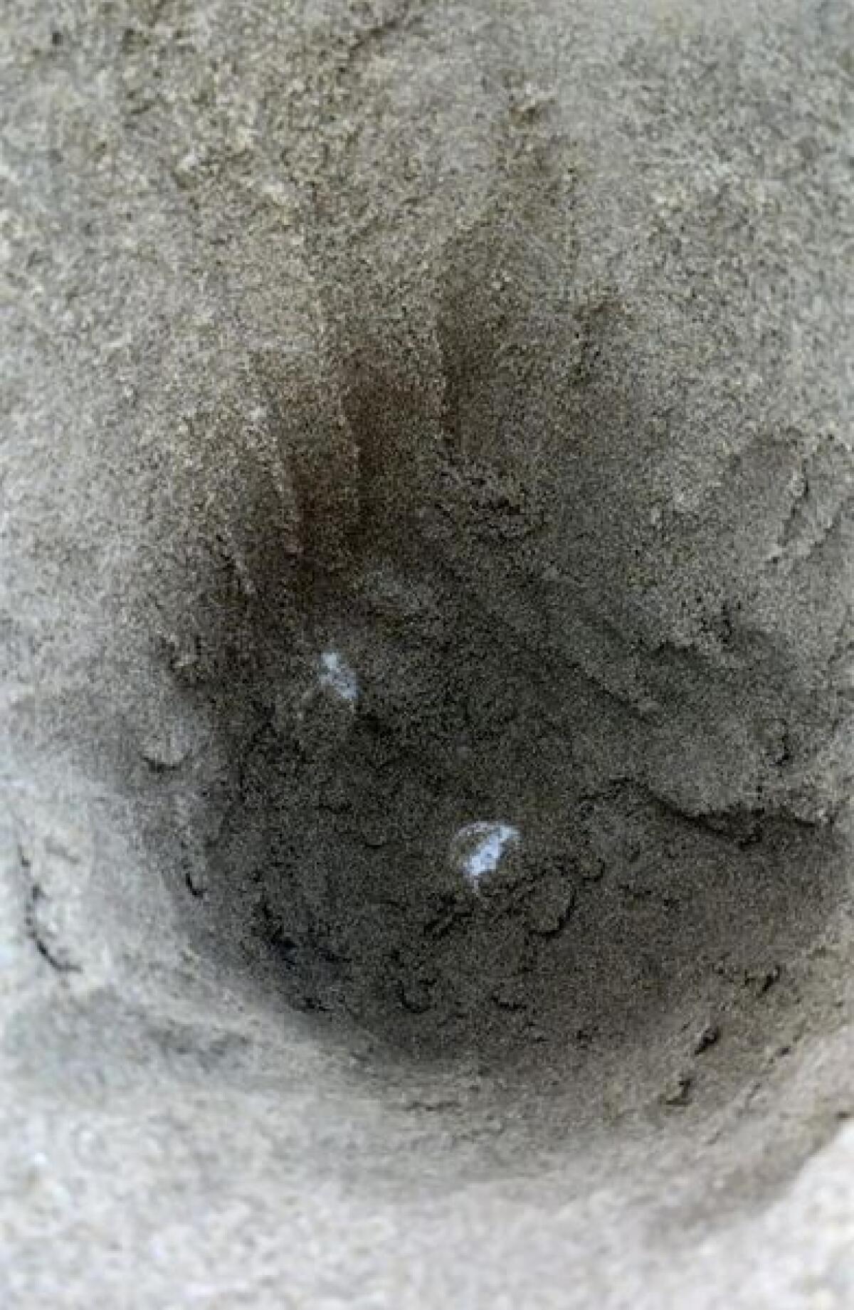 “Mamma Caretta Caretta è tornata a visitare il litorale fondano”: l'annuncio  sulla pagina Facebook del Comune di Fondi - 