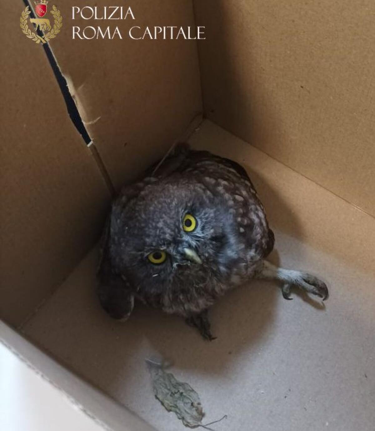 Ha una frattura al femore, ma ce la farà la civetta soccorsa questa mattina - 