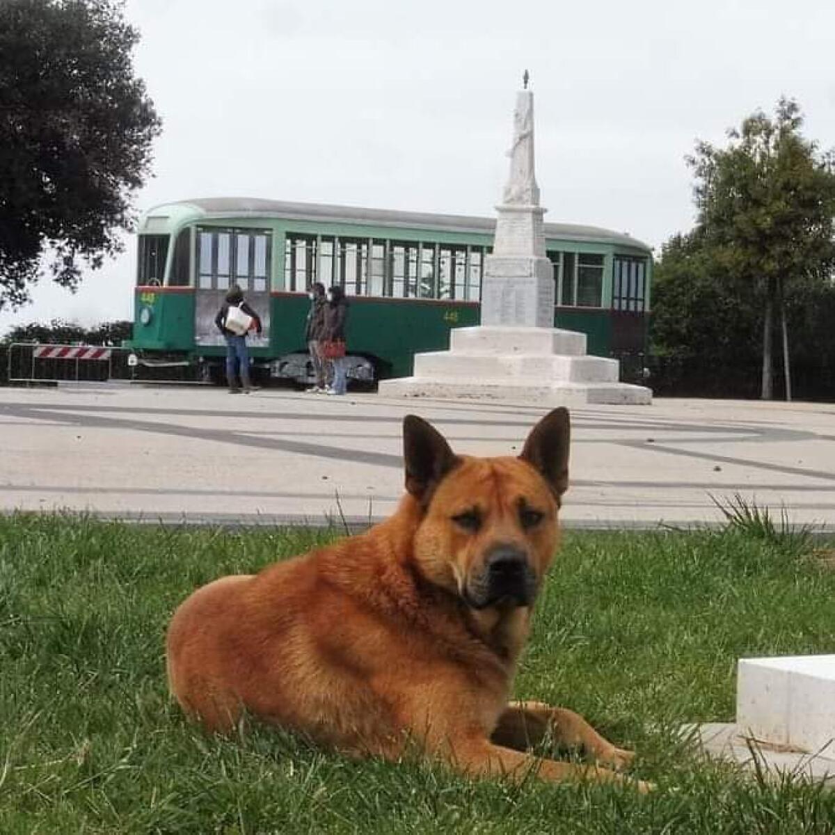 Marcello è stato adottato.  Potrà andare nella sua nuova casa dopo che il canile sanitario avrà adempiuto tutte le prescrizioni di legge - 