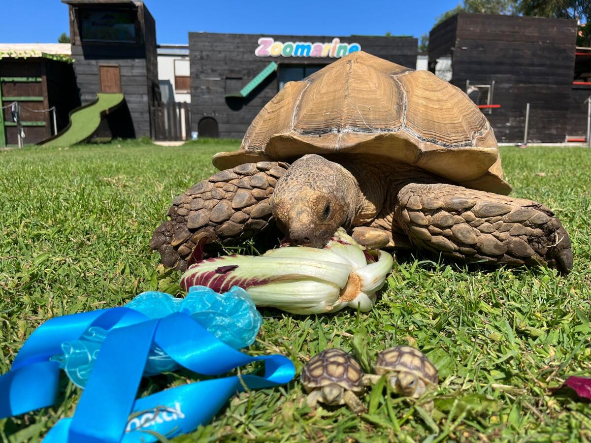 Leonardo e Donatello: doppio fiocco azzurro per mamma tartaruga - 