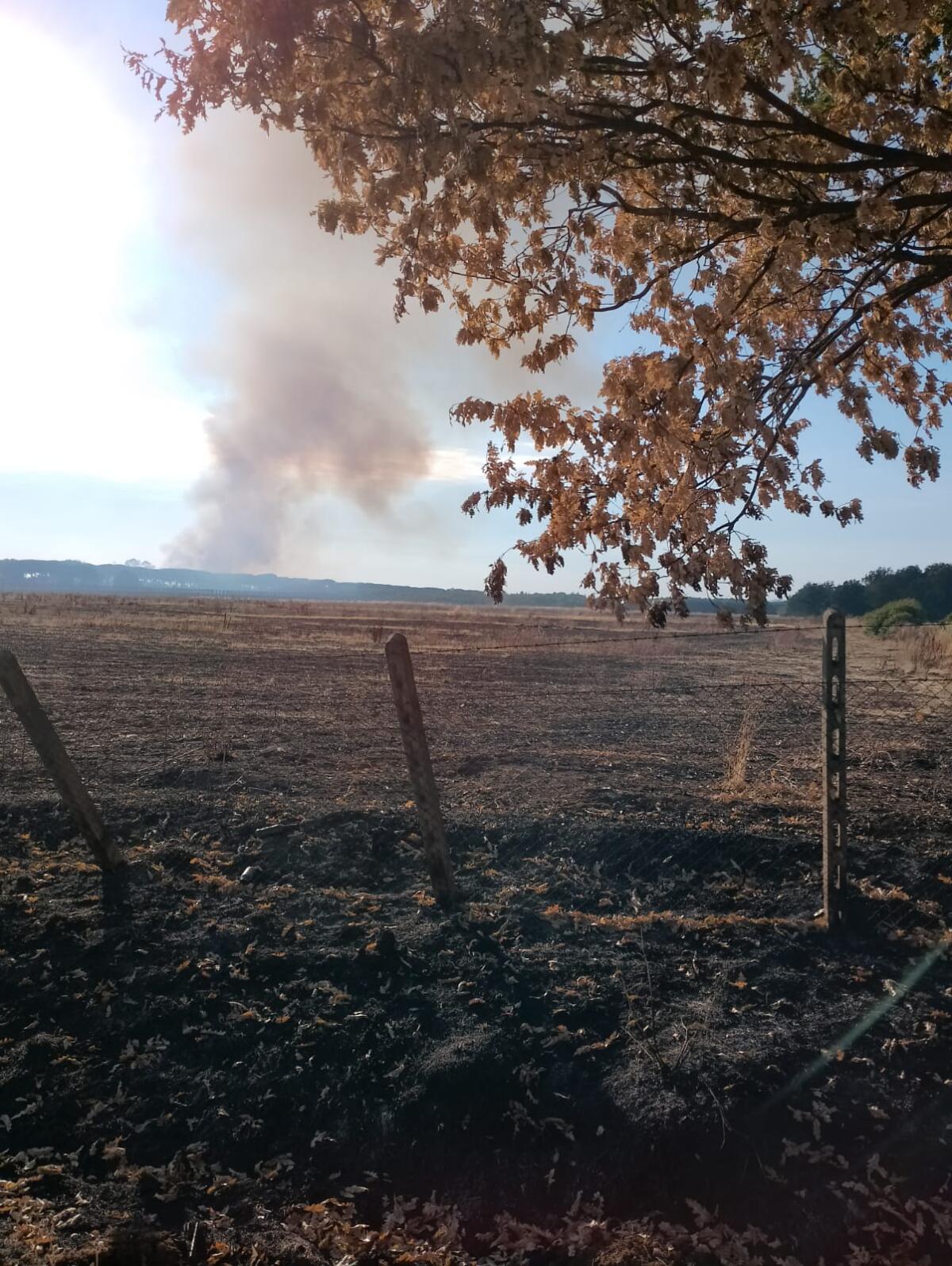 Incendi a Latina e a ridosso dell'Appia, il vento alimenta le fiamme. - 