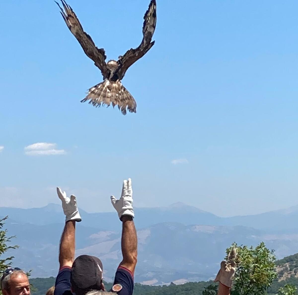 Guariti e riabilitati: sabato al lago di Fogliano i Carabinieri Forestali libereranno diversi esemplari selvatici - 