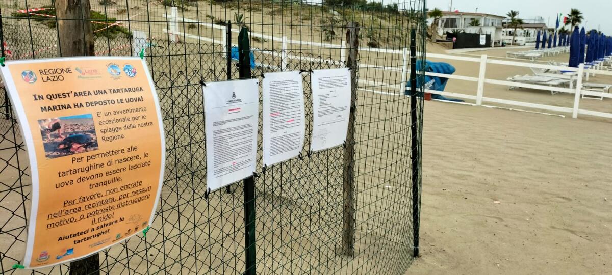 Tutela del nido della tartaruga marina sul litorale di Tor San Lorenzo, Ardea: l’ordinanza del Sindaco Cremonini valida sino al 30 settembre. - 