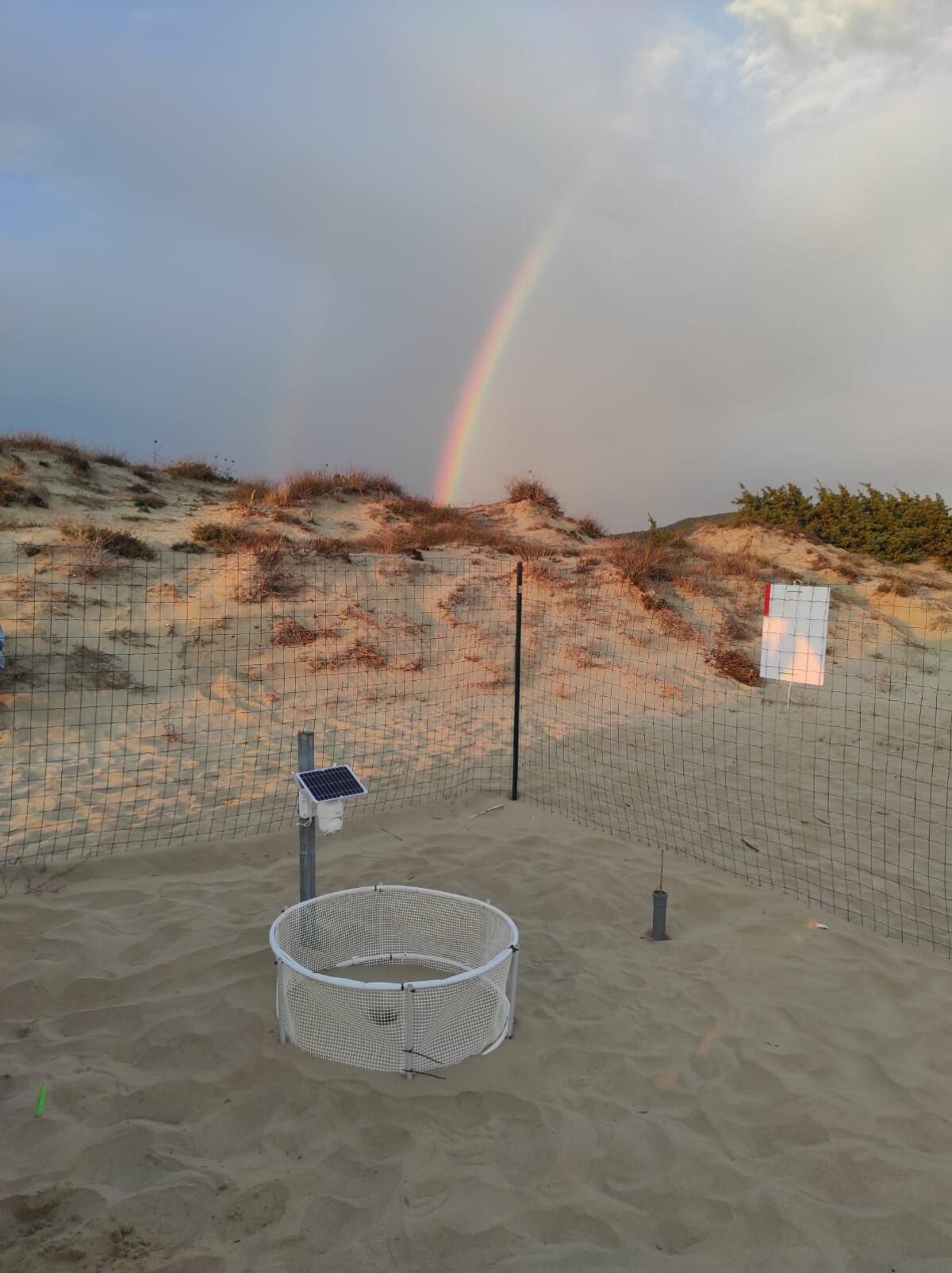 Nate 21 tartarughine Caretta Caretta sulla spiaggia di Fondi, a Capratica. il monitoraggio continua. - 