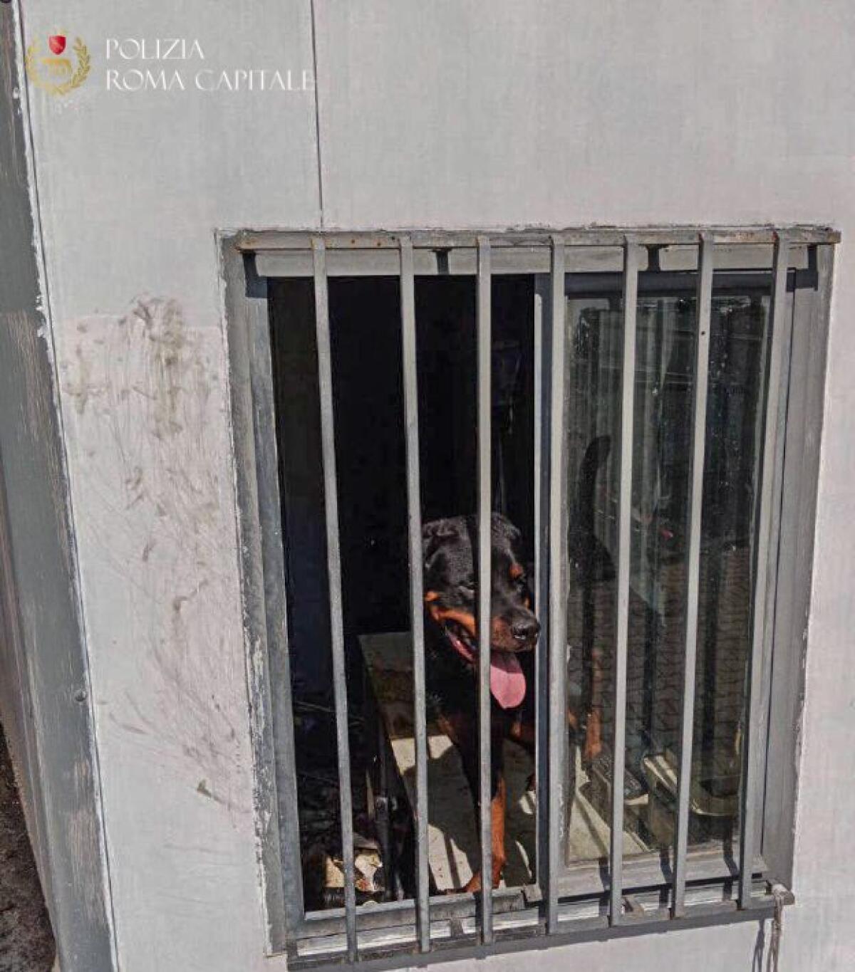 Rinchiude tre rottweiler senza né acqua né cibo, a una temperatura di 38 gradi. Salvati dalla Polizia Locale - 