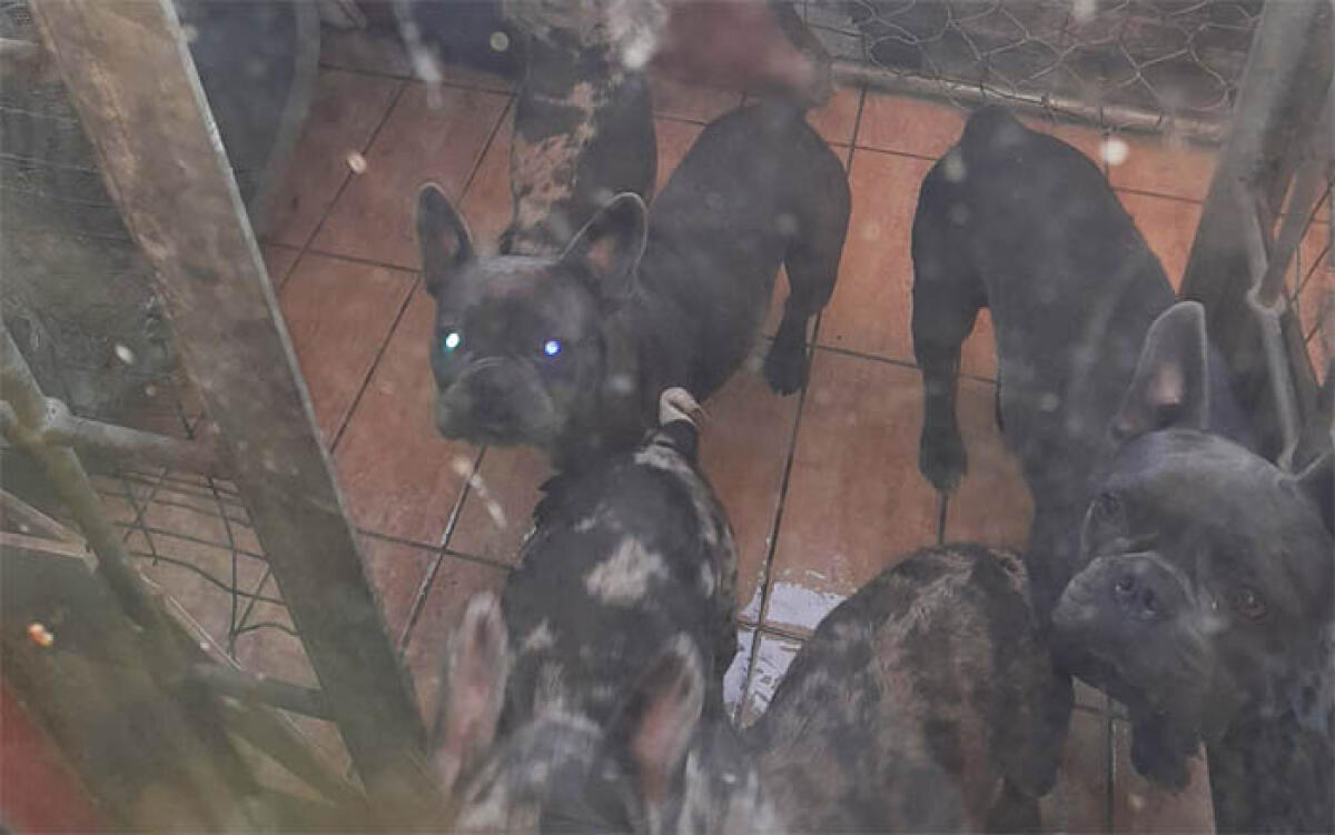 Scoperto ad Anzio dalle Guardie Zoofile  “Le Aquile”  un allevamento clandestino di BullDog Francesi, c’erano anche Chihuahua e altri cani. - 