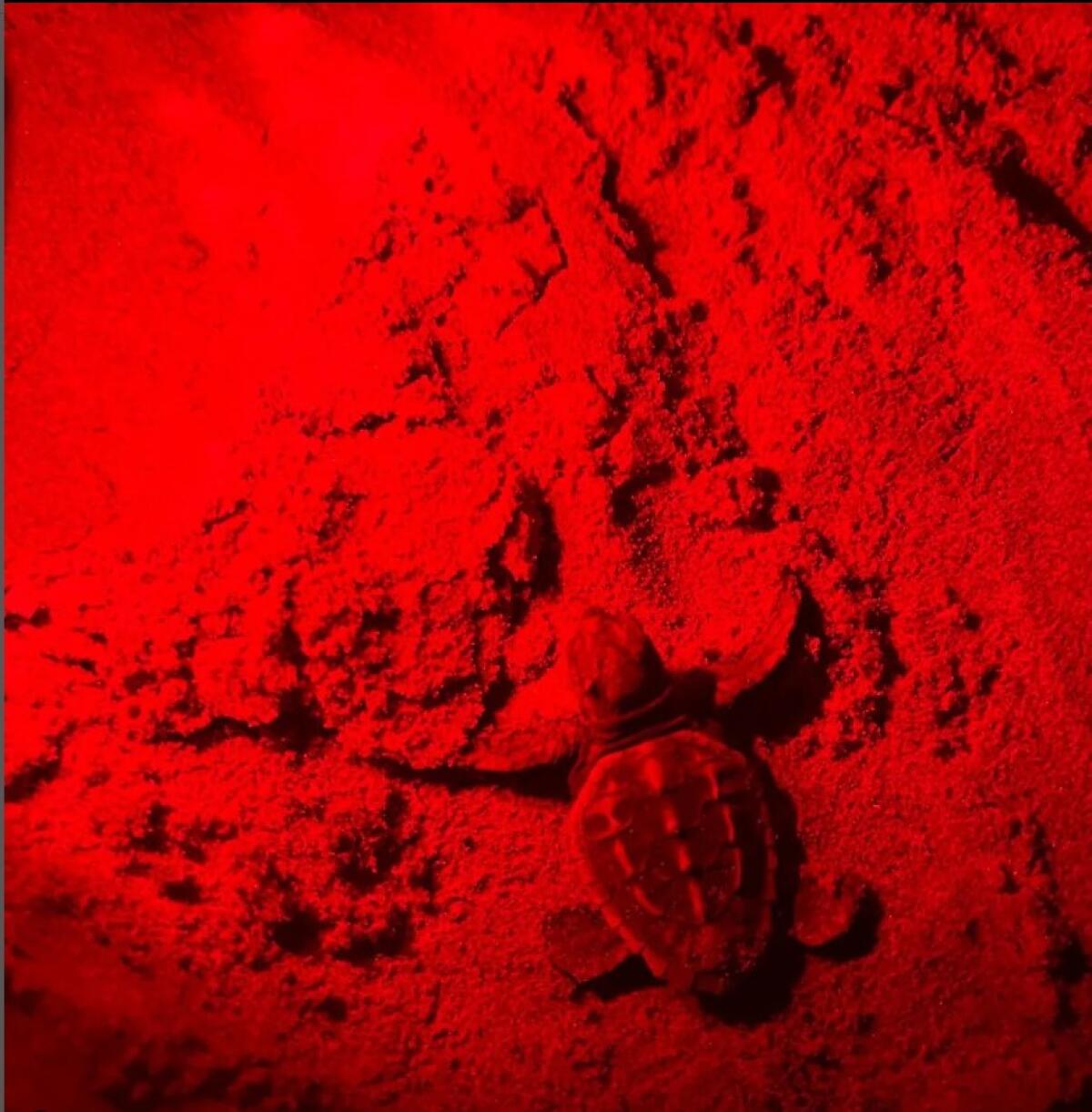 Anzio - Lieto evento: nate 17 tartarughine - 