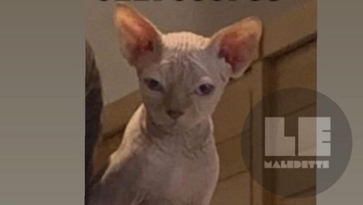 Alfio è stato ritrovato. Rientrato l'allarme per il gatto sphynx di Ilary Blasi - 