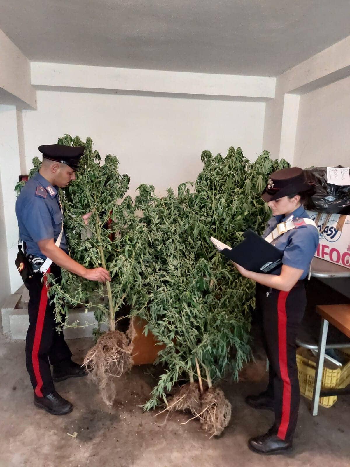 Piantagione di marijuana sequestrata dai Carabinieri a Cori. Arrestato un 52enne del posto. - 