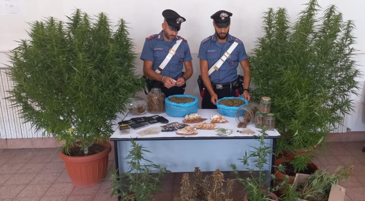 I Carabinieri della Compagnia di Pomezia scoprono due piantagioni di cannabis: un arresto ed una denuncia. - 