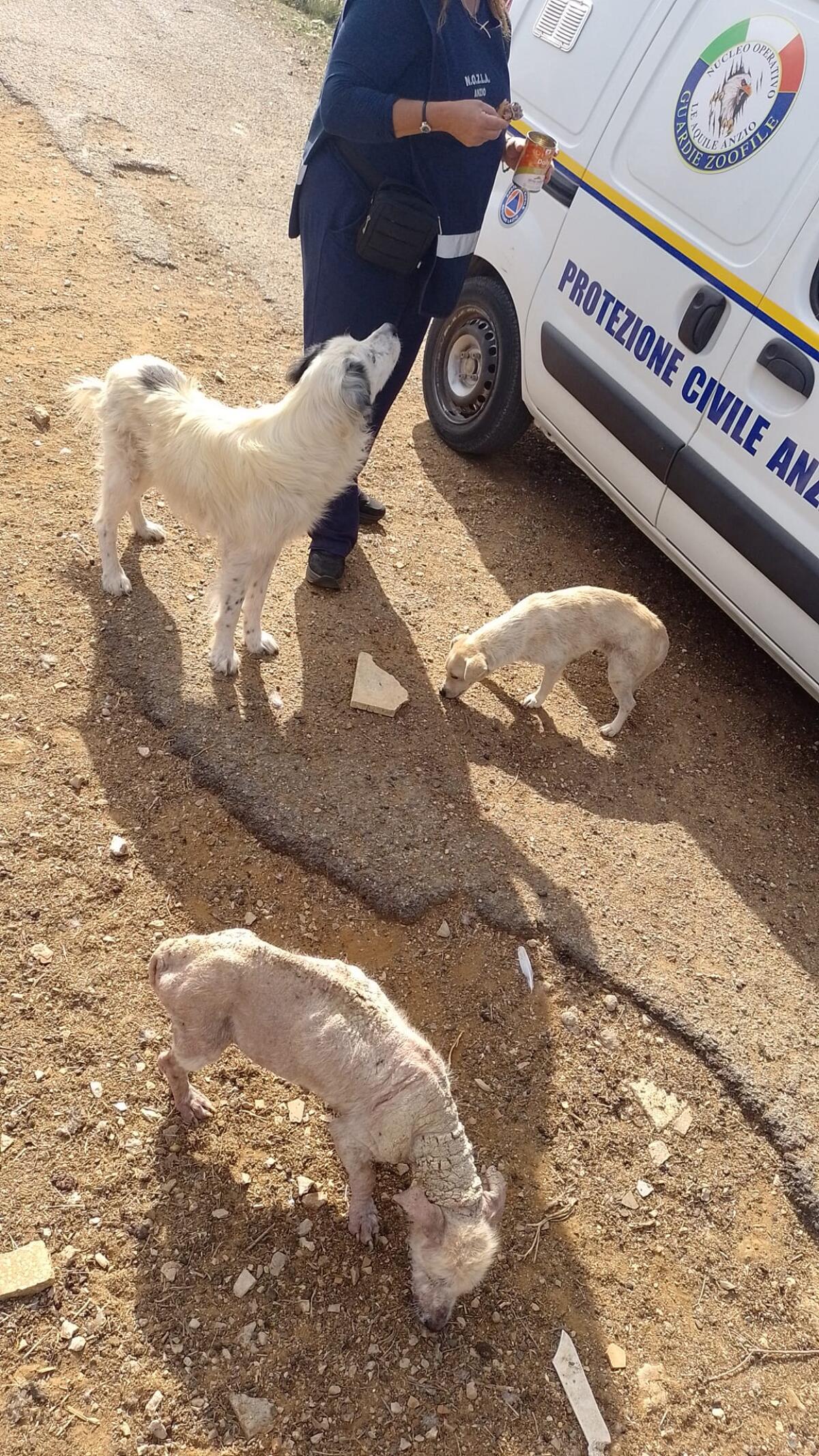 Nettuno - Più di 15 cani messi in sicurezza dal Nucleo Operativo Guardie Zoofile "Le Aquile"  - 