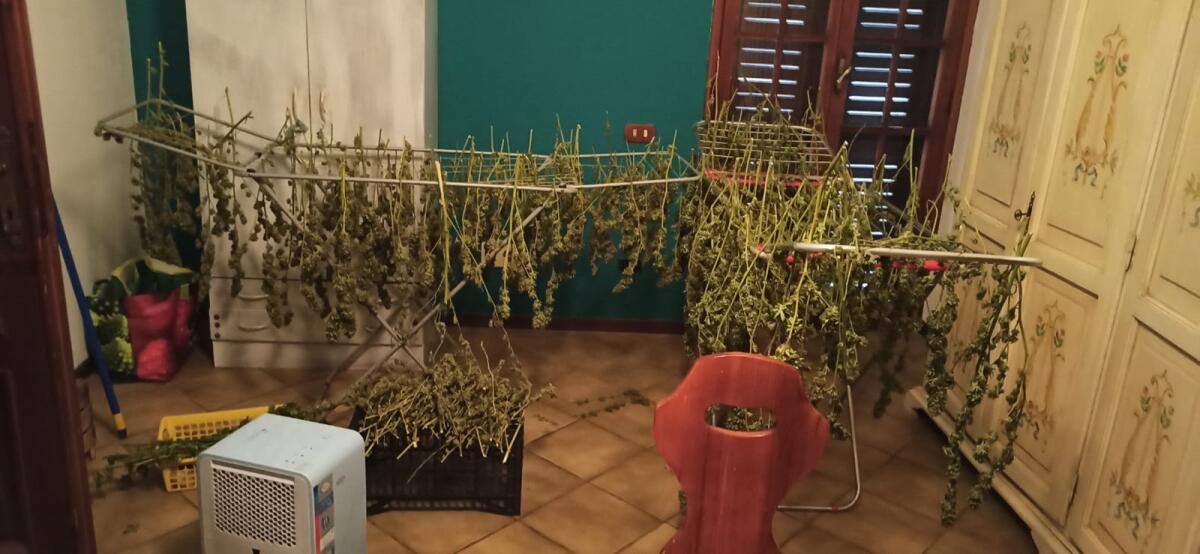 Scoperta a Velletri dai Carabinieri una coltivazione di marijuana: 53 chili di droga sotto sequestro. 35enne in manette. - 
