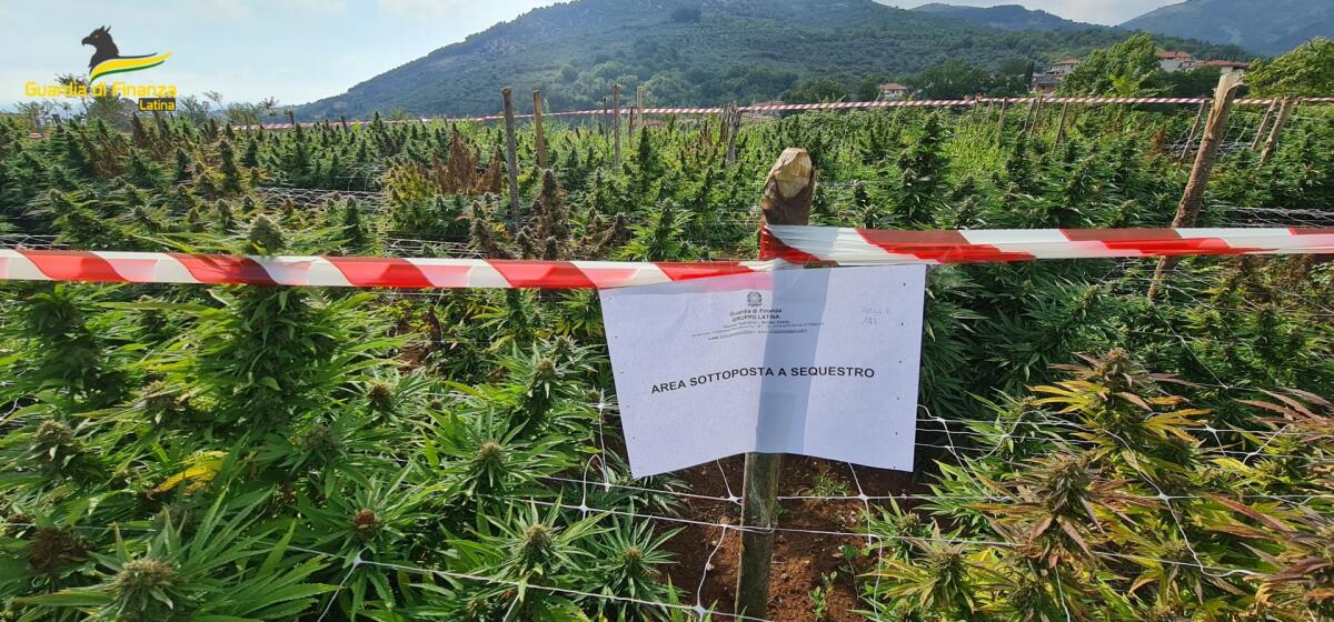 Scoperta a Sezze dalla Finanza una piantagione di marijuana: 800 piante sotto sequestro. Denunciato un 30enne italiano. - 