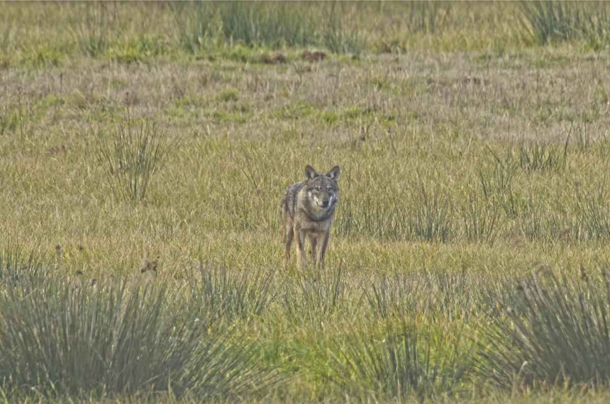 Incontri ravvicinati con il lupo. Il Vademecum dell'Ente Parco Nazionale del Circeo. - 