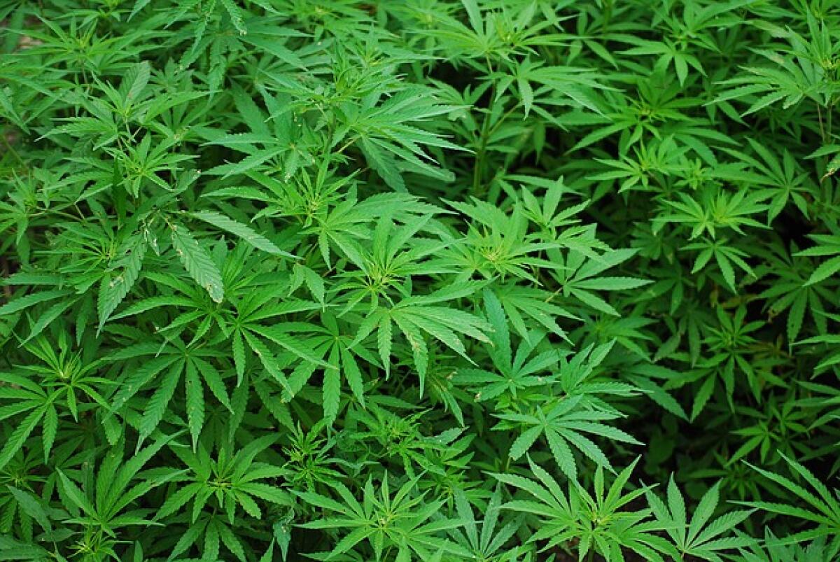 Sud pontino, percepiva il reddito di cittadinanza e vendeva droga: 50enne in arresto. Recuperati 4 chili di marijuana - 