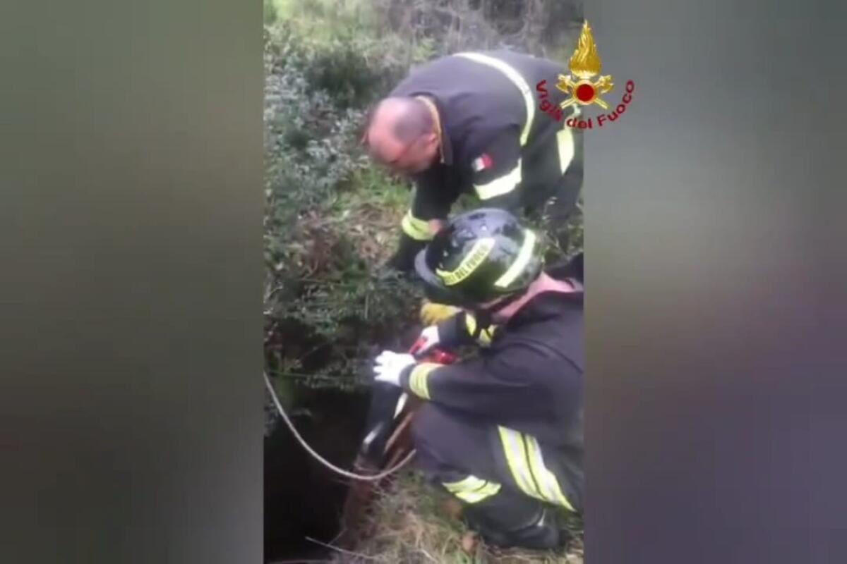 Aprilia - Storia di Fortunato. I Vigili del Fuoco salvano un cane VIDEO - 