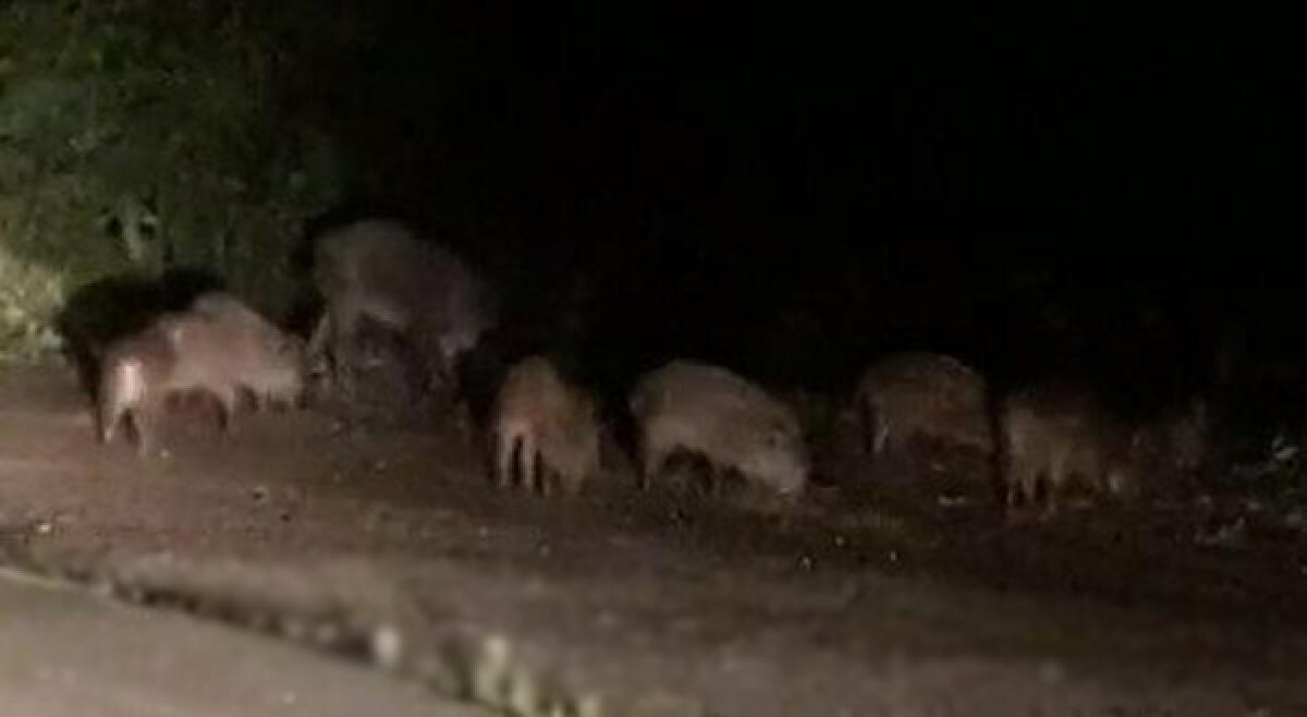 Allarme cinghiali a Pomezia. Intensificata la presenza della Polizia locale - 