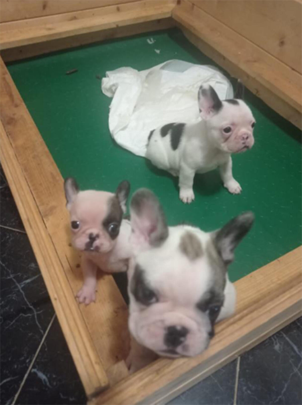 Traffico illecito di animali da compagnia e frode in commercio: operazione dei Carabinieri tra Latina, Cisterna, Aprilia e Ladispoli. - 