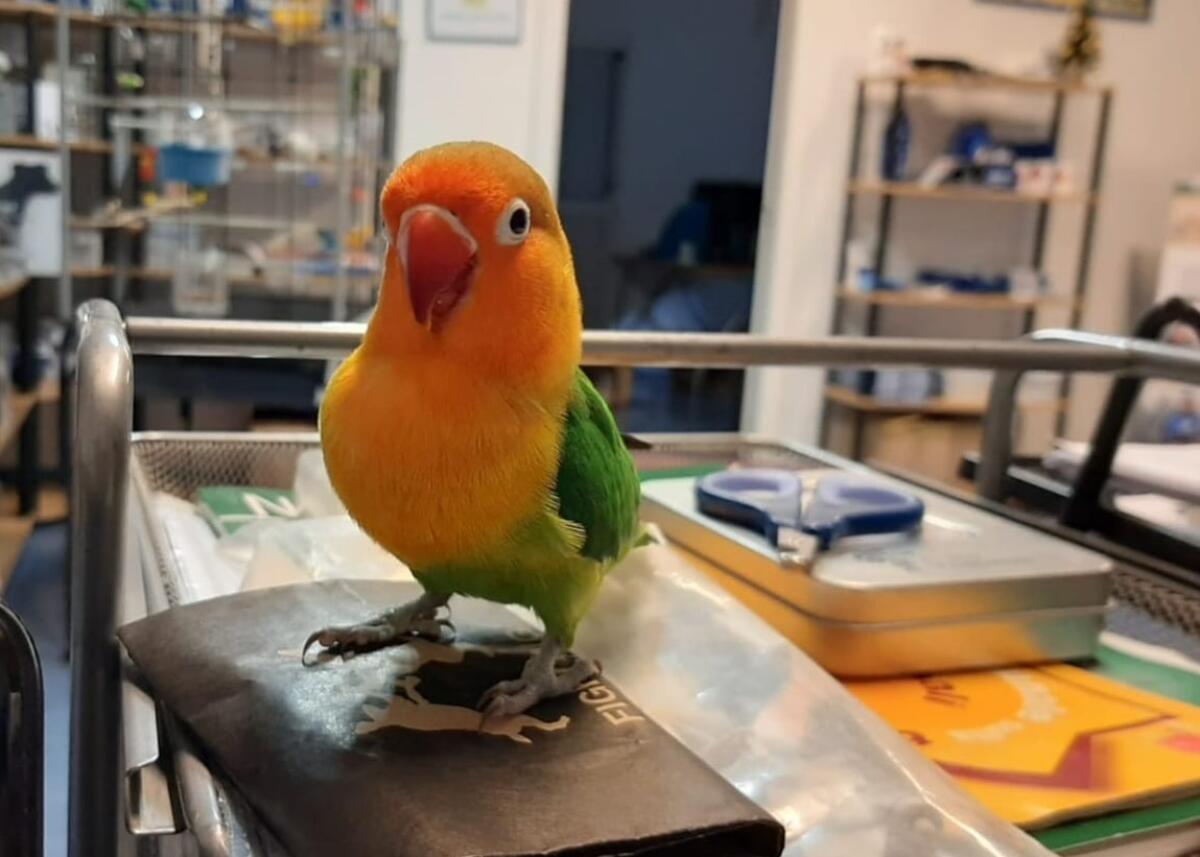 Da 20mila a 200mila euro di ammenda per un Agapornis fischeri - 