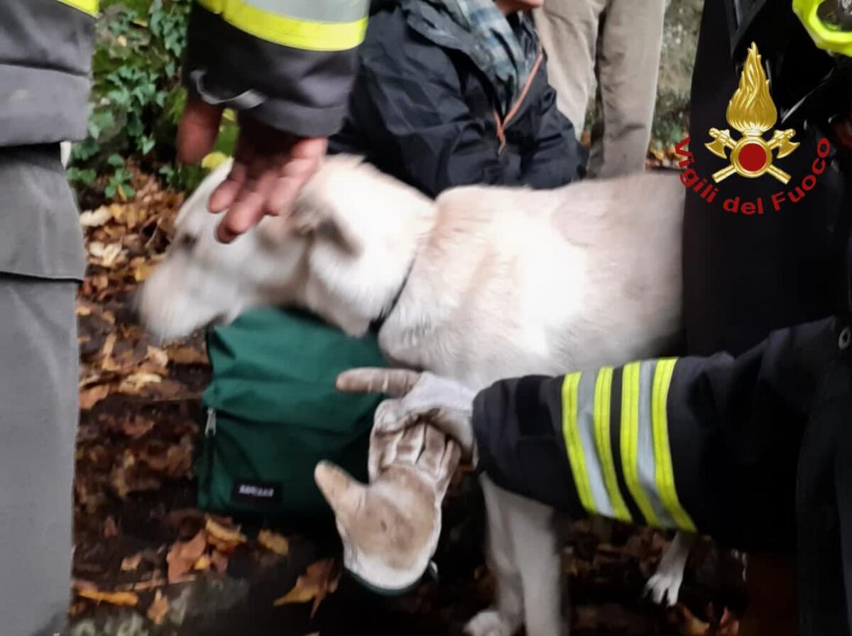 I Vigili del fuoco salvano due cani caduti in un dirupo a Nemi. - 