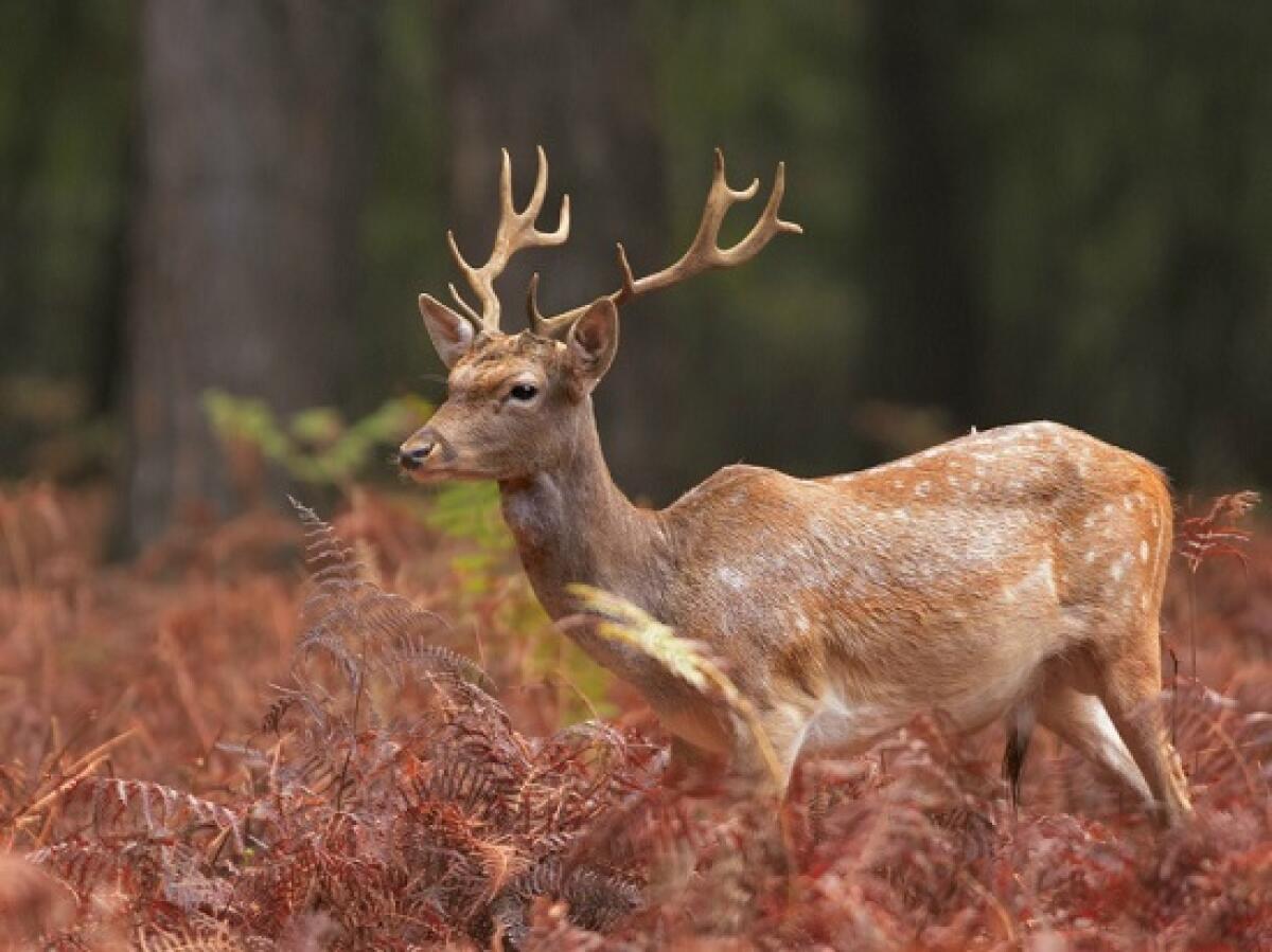 Piano gestionale di controllo del daino nella Foresta demaniale del Circeo. Arrivano i risultati dello screening. - 