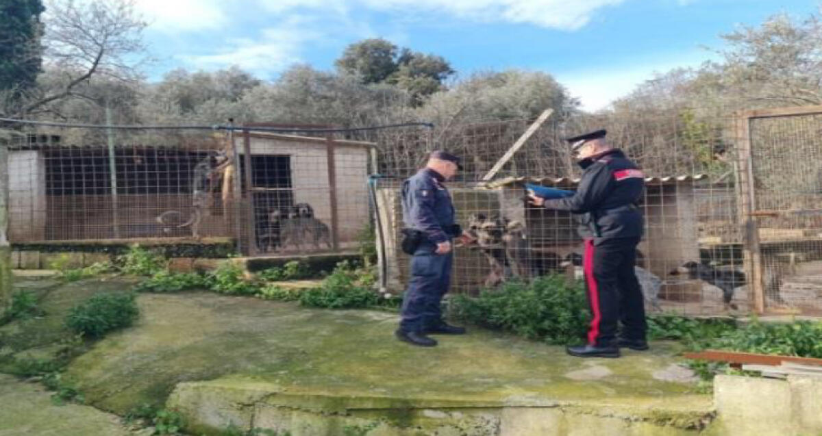 Cani senza microchip e 1 suino non segnalato alla Asl, controlli in un allevamento nel sud pontino - 