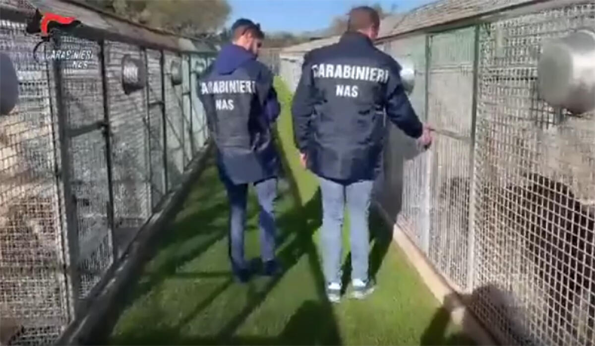 Ispezioni del Nas di Latina in canili e gattili della provincia. Una struttura sotto sequestro amministrativo. - 