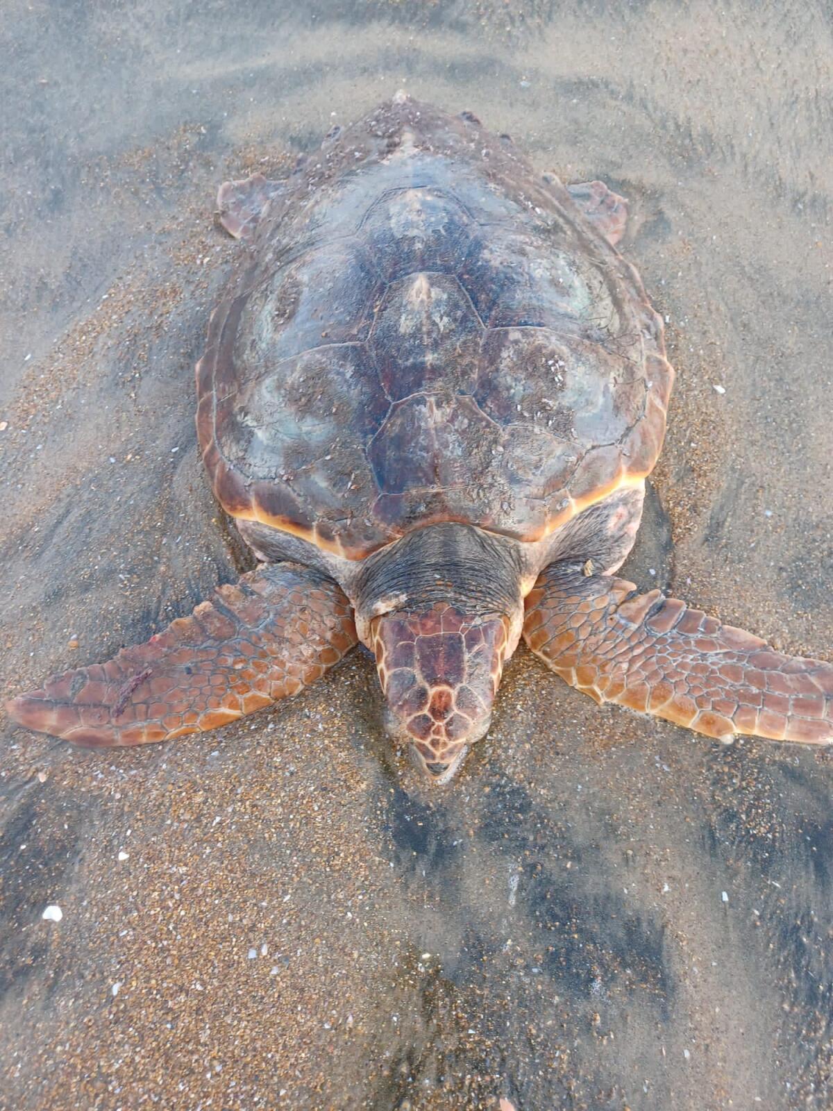 Salvata a Nettuno una tartaruga Caretta Caretta - 