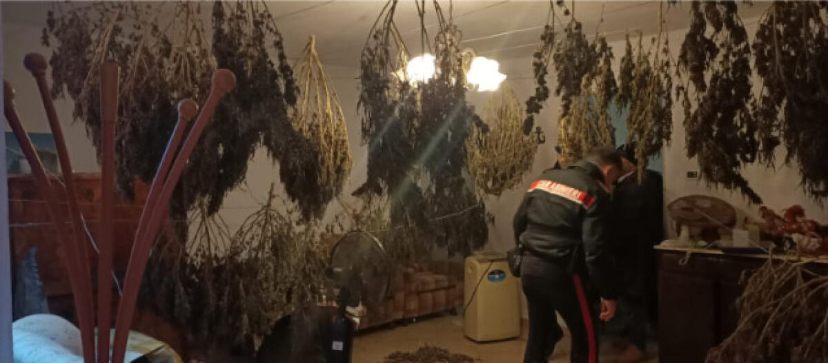 28 chili di marijuana nascosti in una cantina ad Ardea, un arresto - 