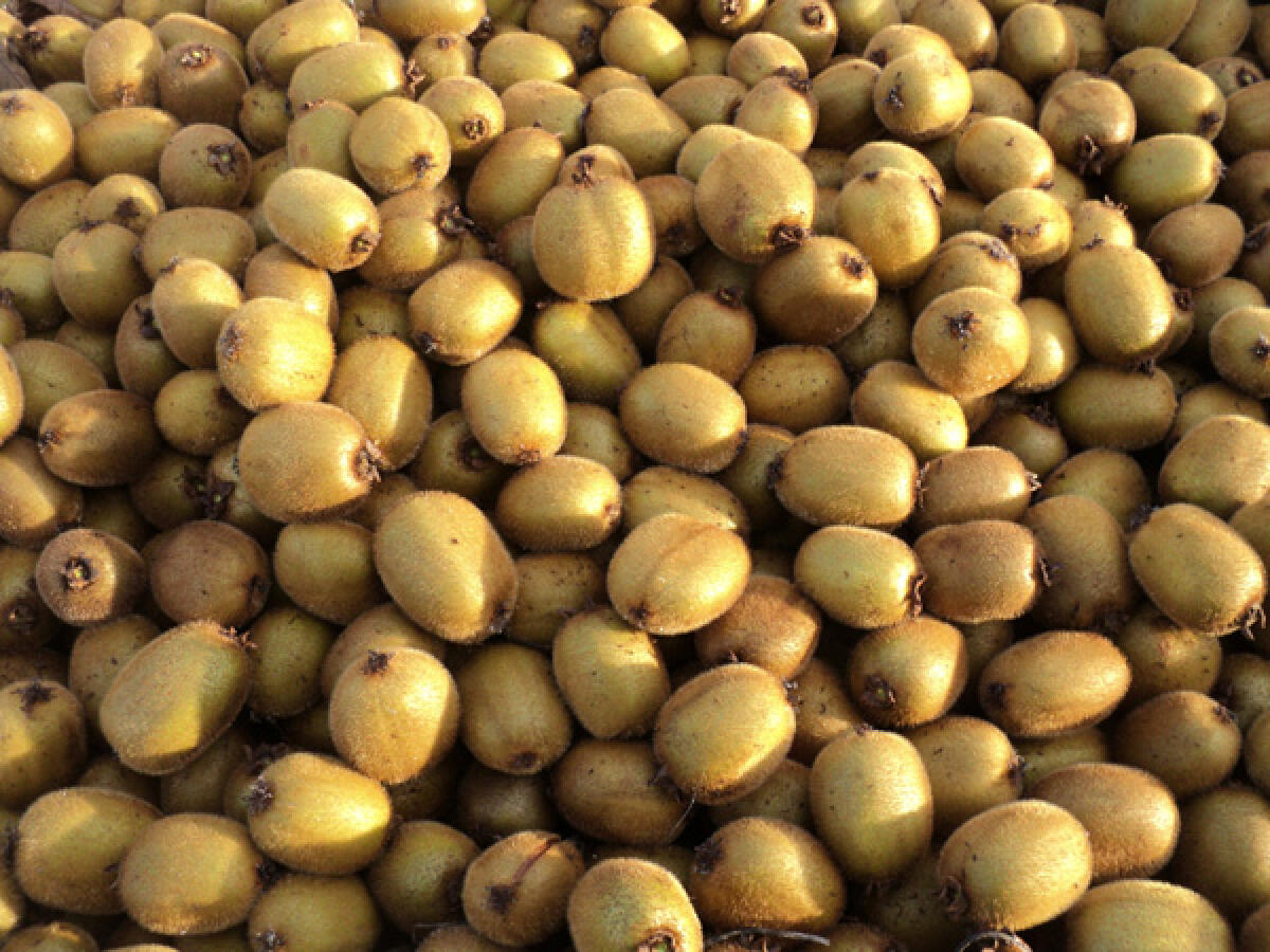 Agricoltura in crisi: dalla siccità alla moria del kiwi. Il sindaco di Cisterna scrive alla Regione - 