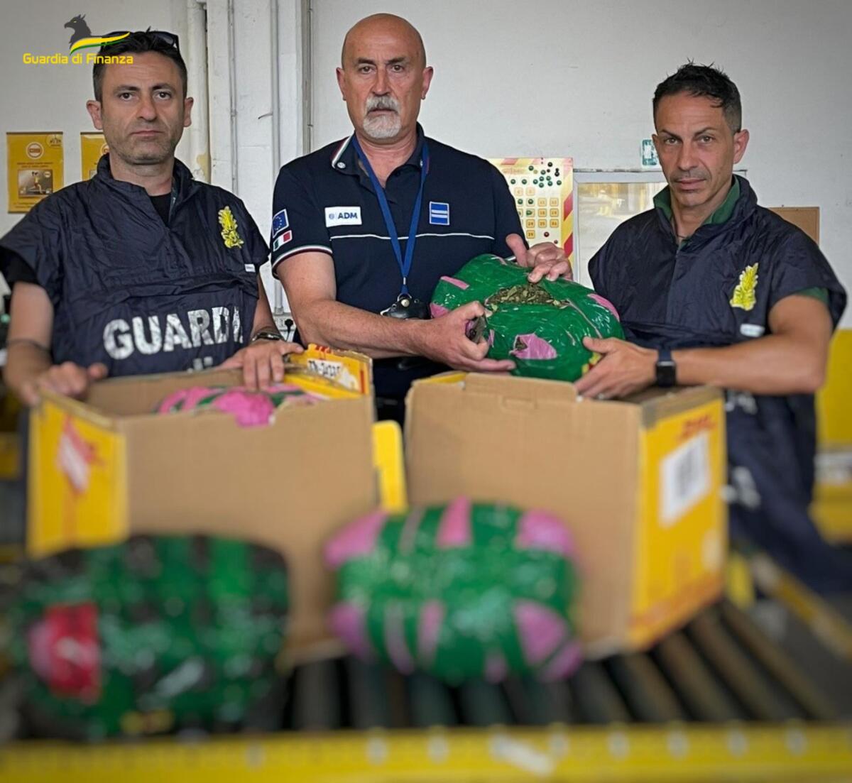 Sequestrati dalla Finanza, all’aeroporto di Ciampino, 12 chili di khat proveniente dal Gambia. - 